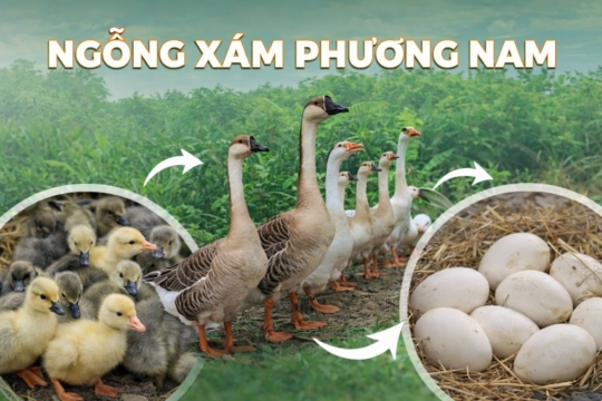 Ngỗng xám ta