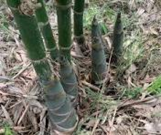 Cây giống Măng tre Tứ Quý