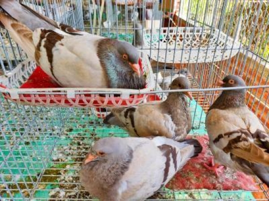 Bồ câu Tian Thái Lan - Giống bồ câu có nhiều  ưu điểm vượt trội