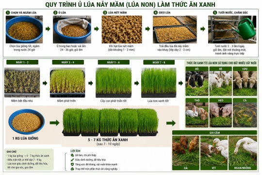Quy trình làm thức ăn xanh từ lúa cho gia súc và gia cầm đơn giản hiệu quả